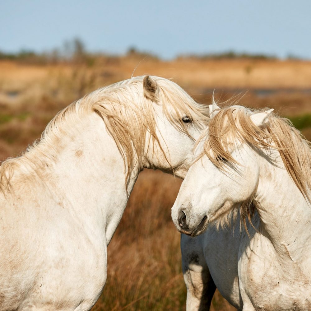 Two beautiful white horses of Camargue watching and sniffing each other